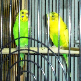 セキセイインコ2羽の里親様募集