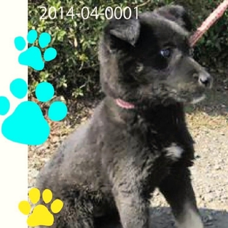 ガチ！明日朝8時半まで！ビビリ黒mix子犬の男の子