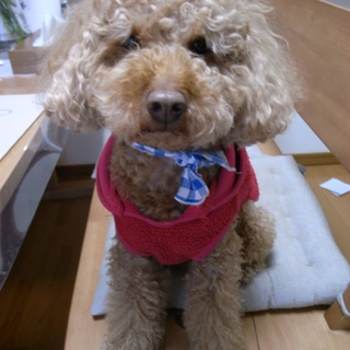 トイプードル（レッド）男の子　　