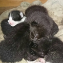 子猫の里親を探しています。
