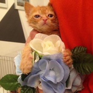 可愛い仔猫　かずや君