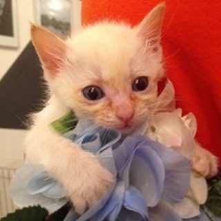 かわいい仔猫　じゅん君
