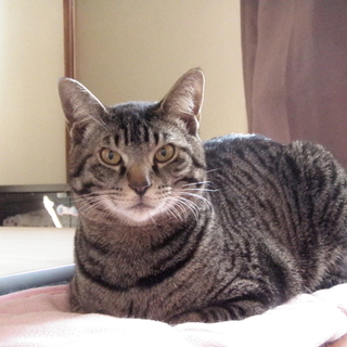 野良猫ママが産んだ3兄弟　じゅんいち