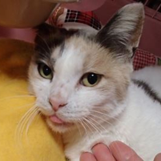 強運三毛ちゃん里親募集しています