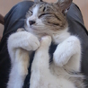 人懐っこい美人猫　つくしちゃん サムネイル2