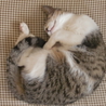 人懐っこい美人猫　つくしちゃん サムネイル3