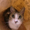 人懐っこい美人猫　つくしちゃん サムネイル4