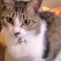 人懐っこい美人猫　つくしちゃん