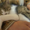 人懐っこい美人猫　つくしちゃん サムネイル7