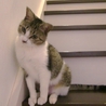 人懐っこい美人猫　つくしちゃん サムネイル6
