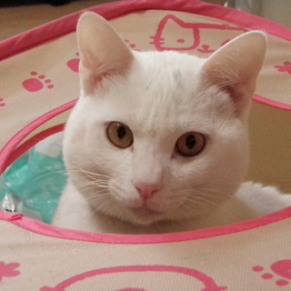 野良猫ママが産んだ3兄弟　トニー