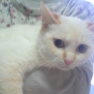 青い瞳の美猫♡チャム