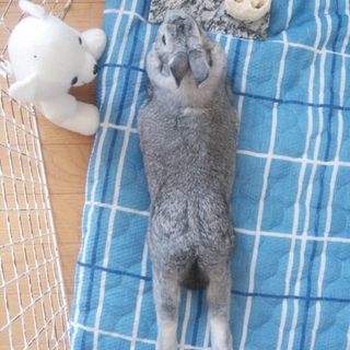 ありがとうございました。
