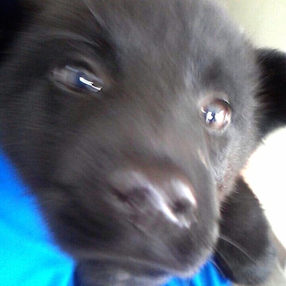 人なつこいです！黒白mix子犬の男の子