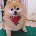 １０歳元気なポメラニアン