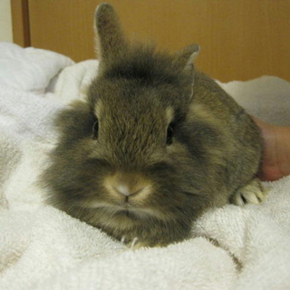 可愛いウサギさん