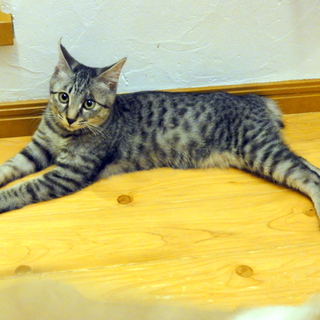 サバトラのオス猫、ボブテイルで甘えん坊です