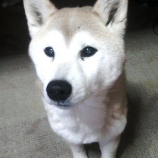 柴犬　人懐っこい女の子