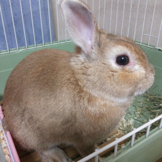 雄のウサギ里親募集