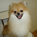 近所のアイドル犬　まろん　
