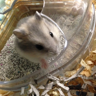 ジャンガリアンの里親様募集