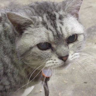 飼い主さん急死。里親さん募集です。