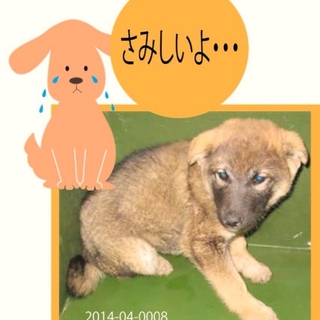 ガチ明日朝8時半まで！ビビリ茶黒mix子犬の男の子