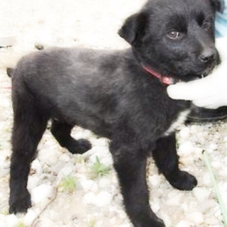 お腹見せます！黒mix子犬の男の子