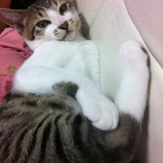 2歳半オス猫マリン君