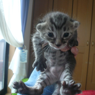 ★子猫1匹いてます★