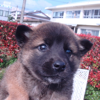 人なつっこい2ヶ月の兄妹子犬です！！