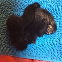 生後7日以内の仔猫です