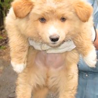 もこもこ薄茶mix子犬の男の子