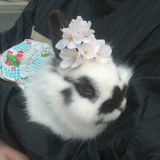 もこうさぎ里親さん募集