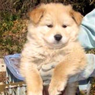 薄茶mix子犬の男の子2
