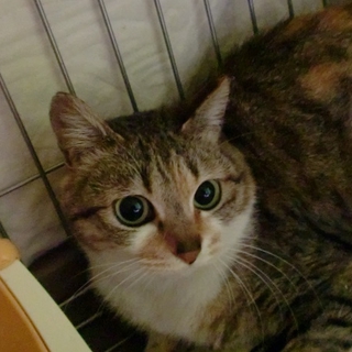 お目目が可愛い美猫ちゃんです