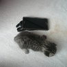 ★子猫1匹いてます★ サムネイル2