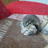★子猫1匹いてます★ サムネイル6