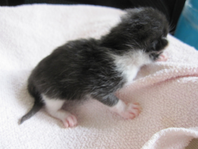 へその緒付き 授乳中 黒 岡山県 猫の里親募集 ペットのおうち 月間利用者150万人