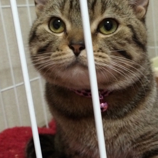 【急募】里親様募集。