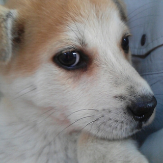 急募です！雑種仔犬