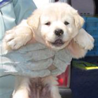薄茶mix子犬の男の子2
