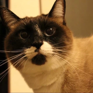 きりっとした大人猫です
