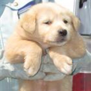 薄茶mix子犬の男の子1
