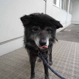 大人しい中型シニア犬里親募集！！