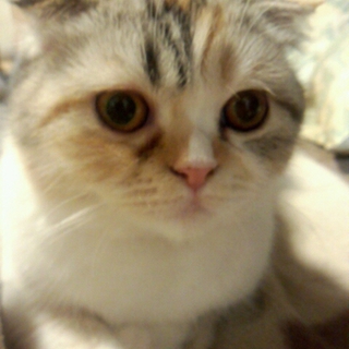 亡くなったので募集を終了します