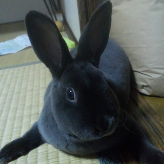優しい里親さまが見つかりました。