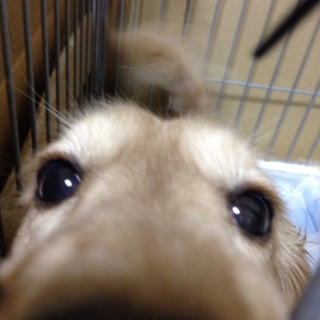 ダックスフンド里親募集
