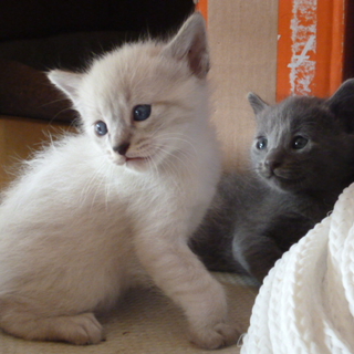 祝☆5匹の仔猫ちゃん里親様が決まりました！！