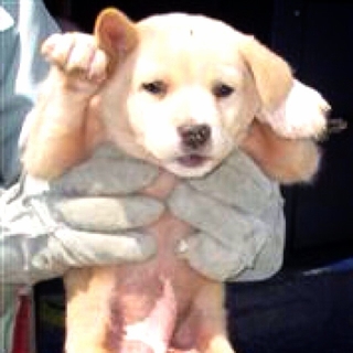 薄茶mix子犬の女の子